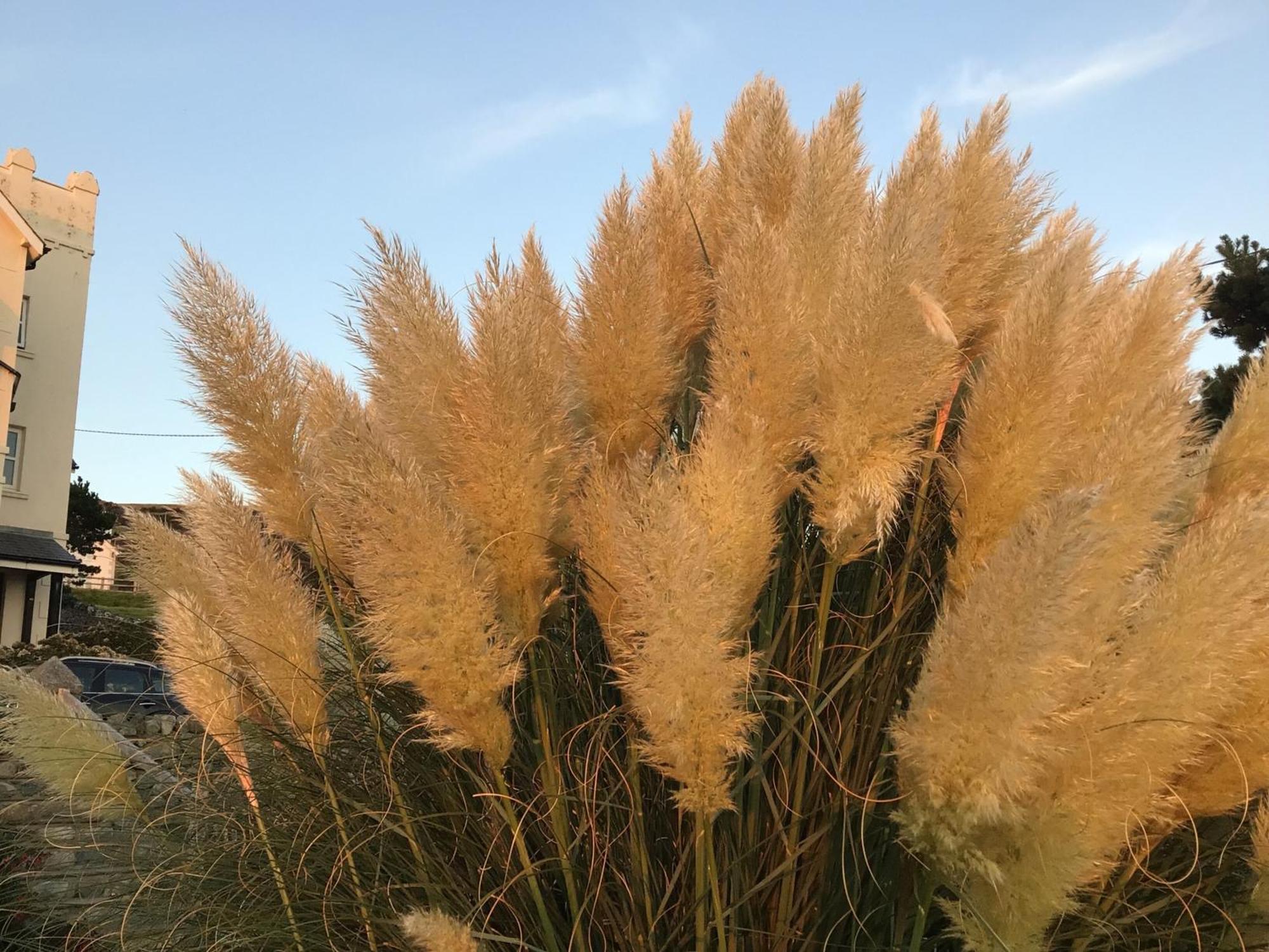 فيلا Talarfor بارموث المظهر الخارجي الصورة